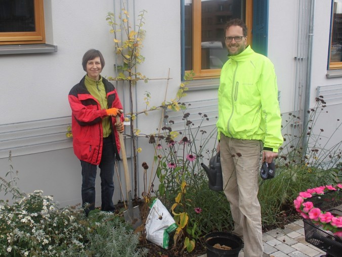 Pflanzung eines Quittenbaumes