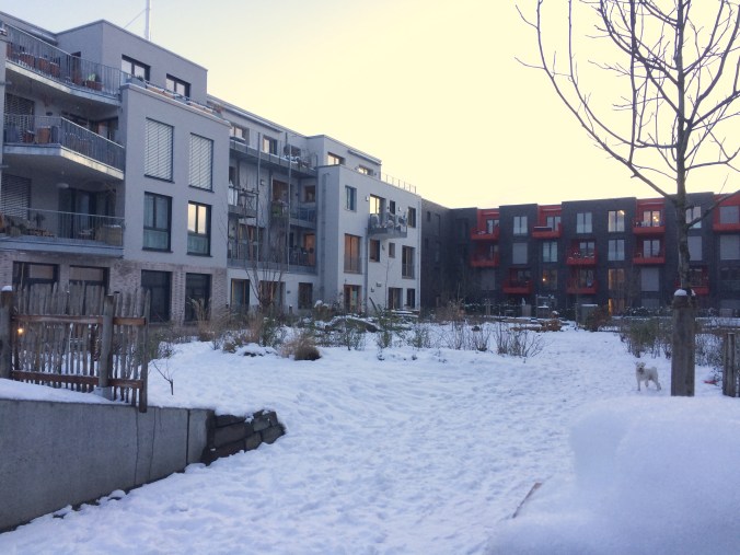 Weißer Hund im weißen Schnee