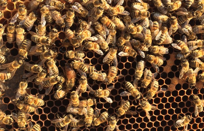 Suchbild-Bienenkönigin