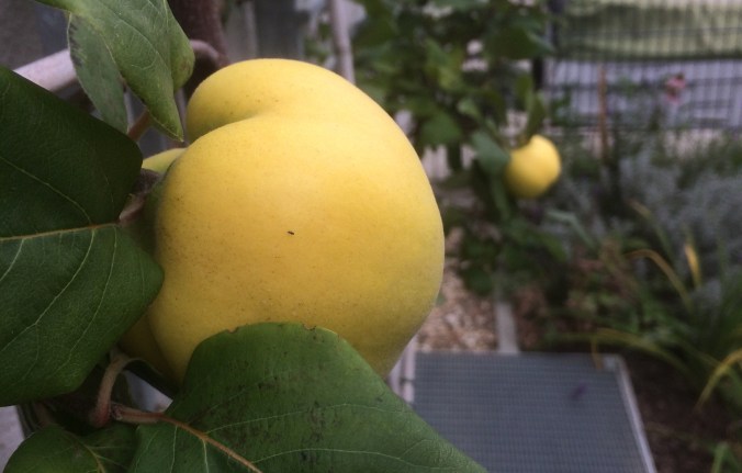 Unsere Spalierquitten