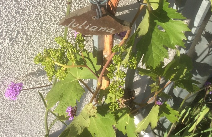 Juliana Rebe mit Blütenansätzen