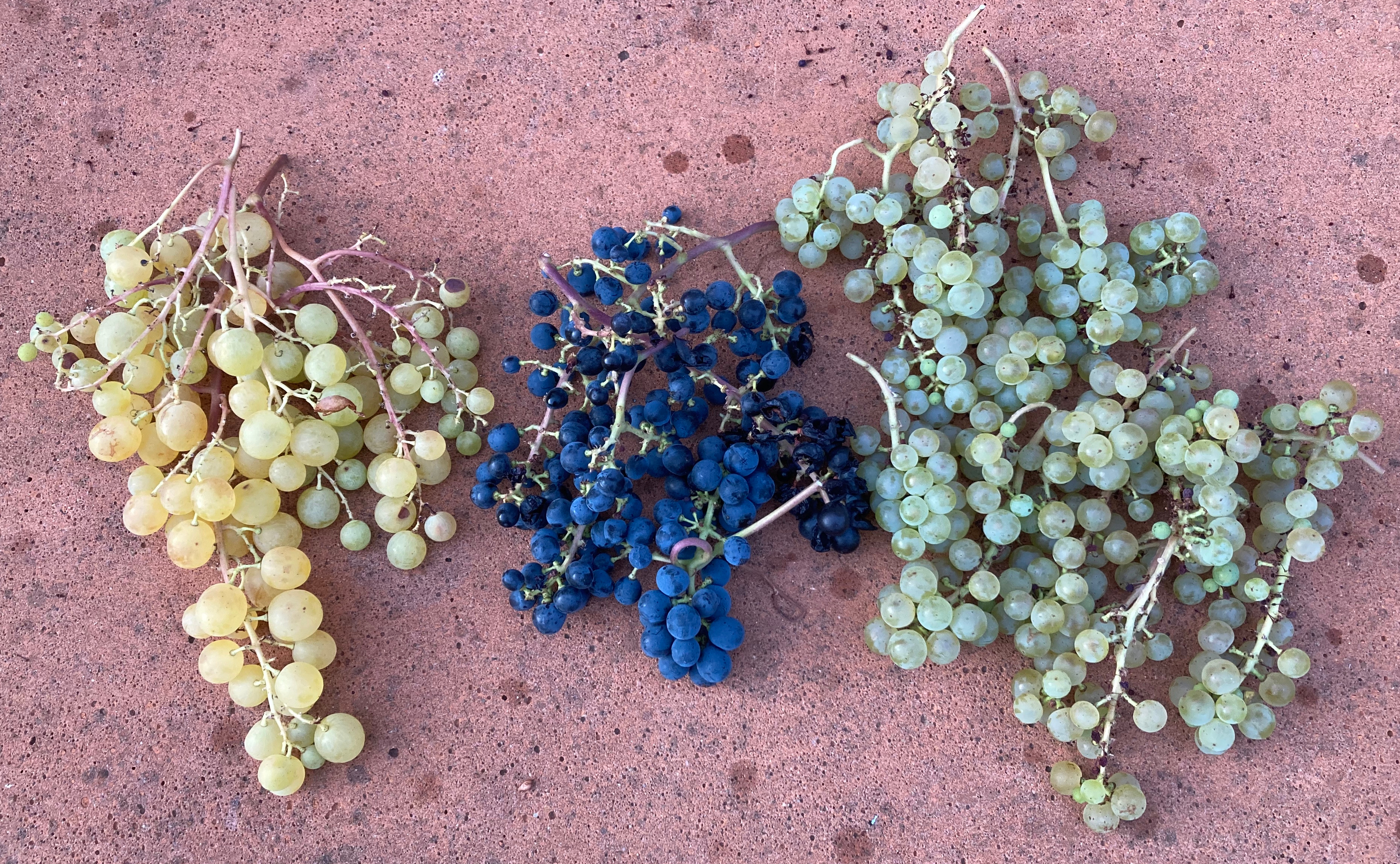 Juliana, Solaris, Johanniter (v.l.n.r.)