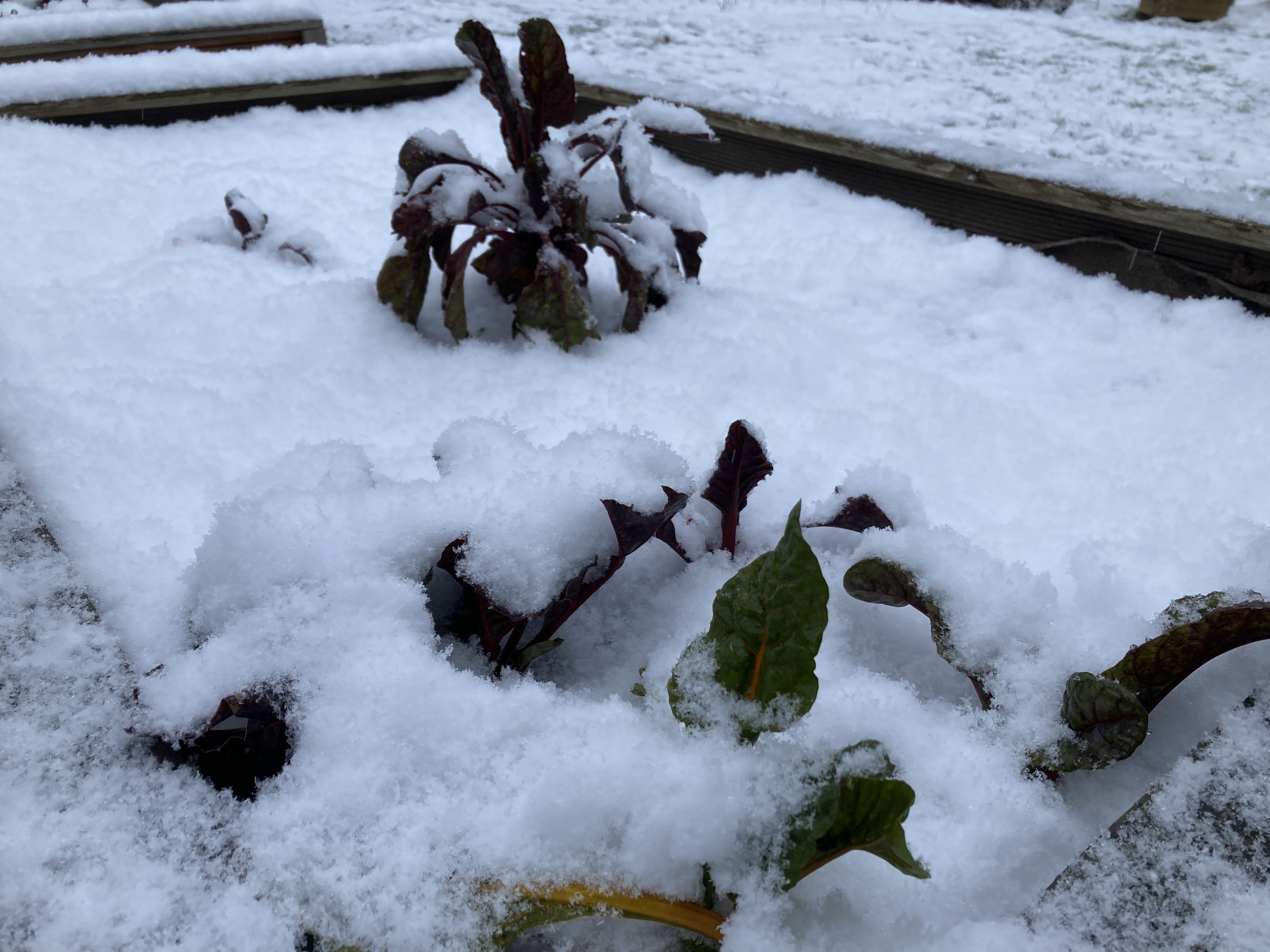 Gemüse-Hochbeet mit Schneebedeckung