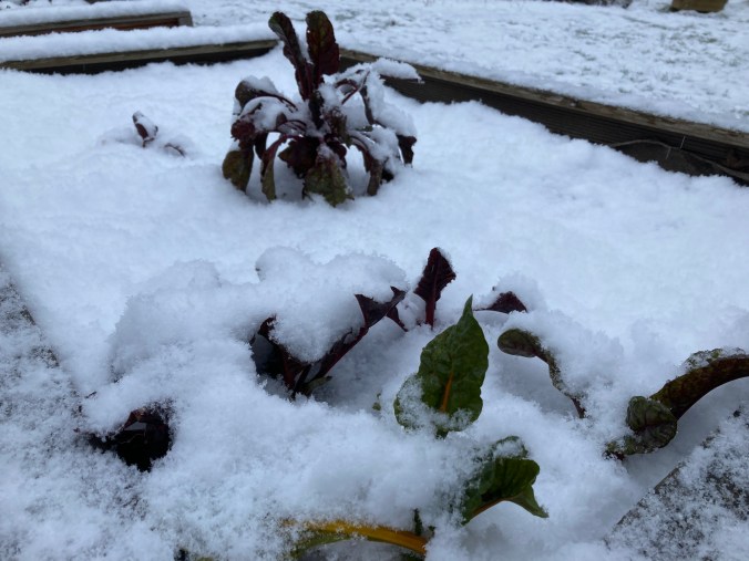 Gemüse-Hochbeet mit Schneebedeckung