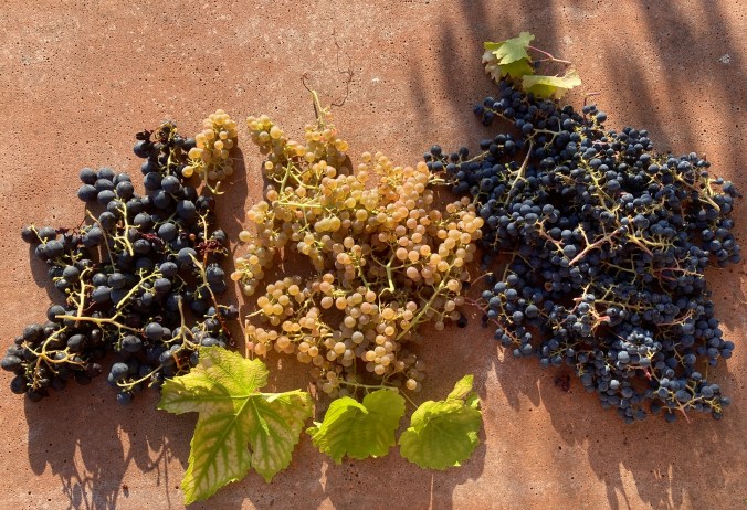 Cabernet Sortis und Solaris