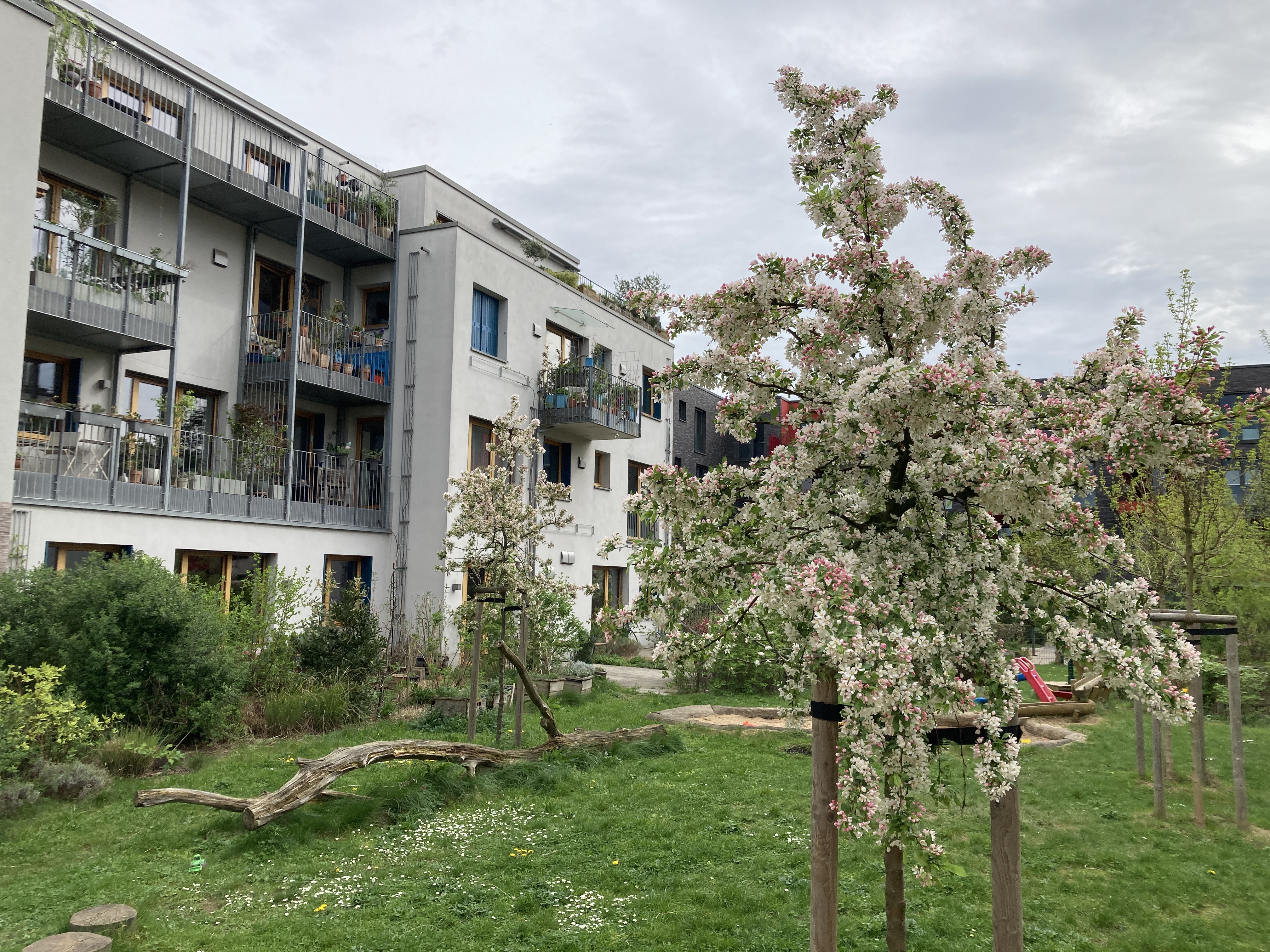 Blühender Apfelbaum mit Haus der Wunschnachbarn im Hintergrund