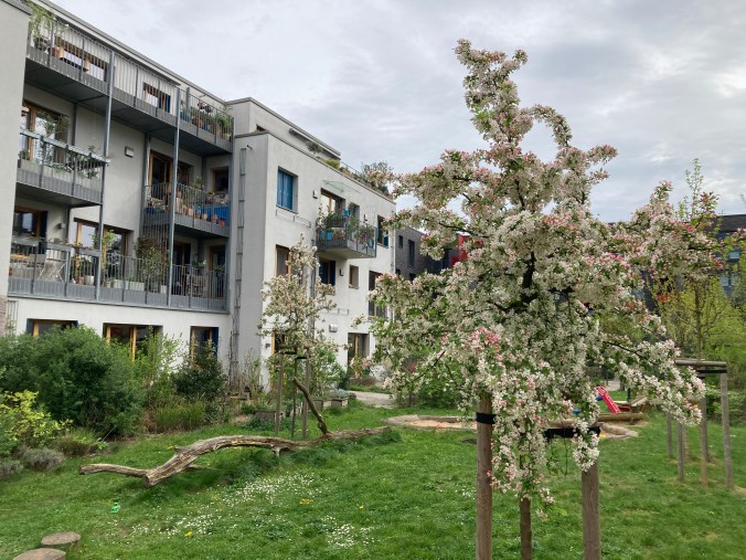 Blühender Apfelbaum mit Haus der Wunschnachbarn im Hintergrund