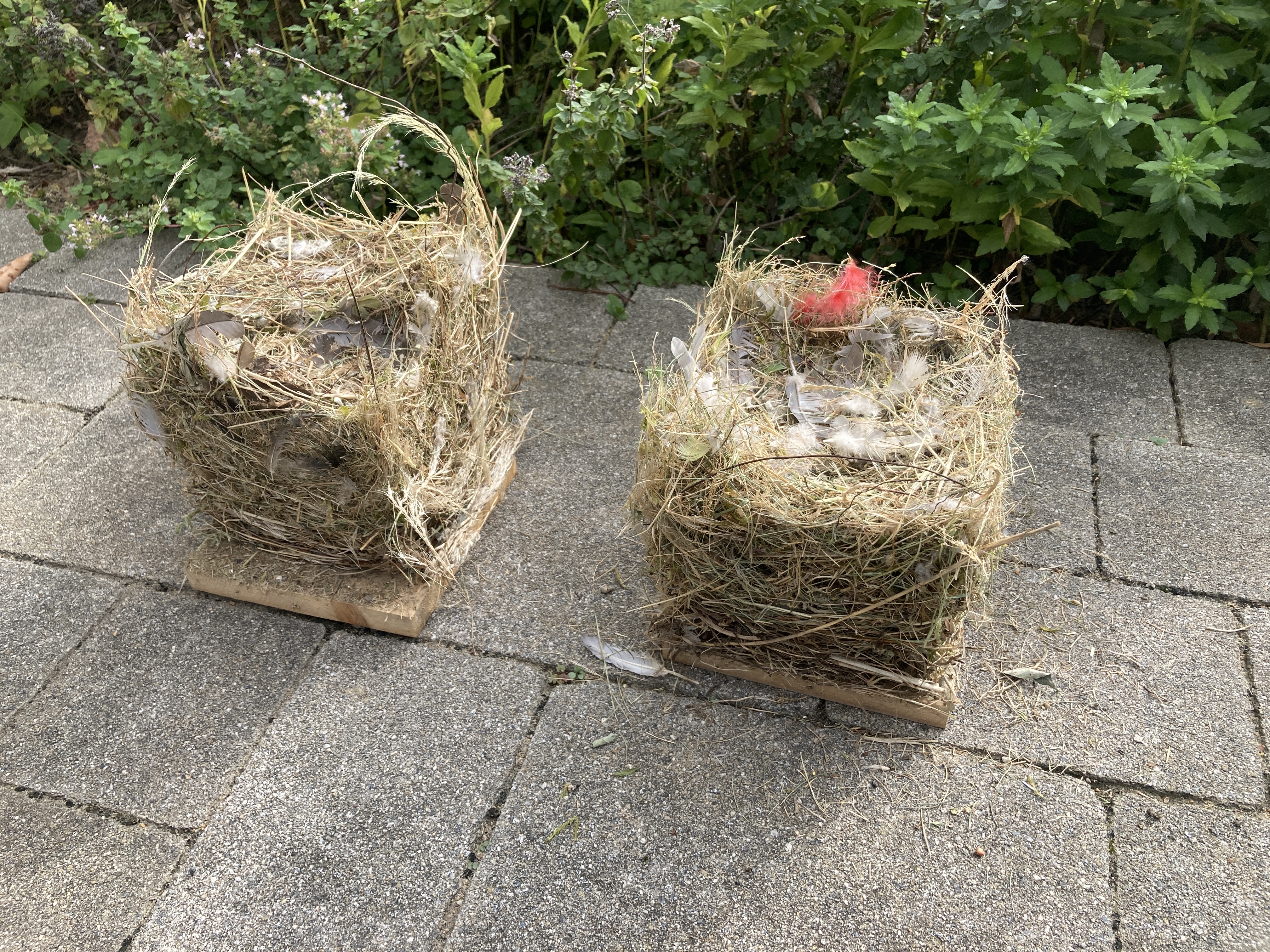 Zwei massive Polster aus Gras - der Inhalt von zwei Nistkästen